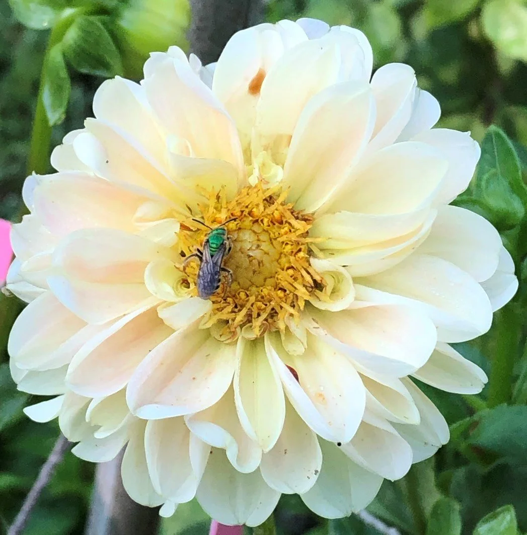 Dahlia French Doll — Tailwind Farm Dahlias